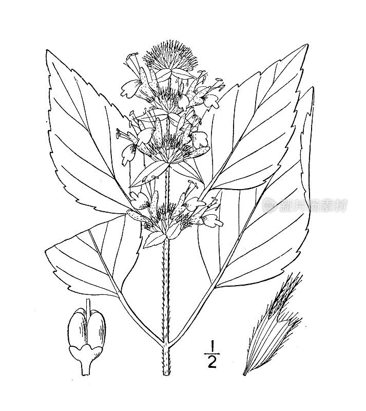 古植物学植物插图:多毛Blephilia hirsuta，多毛Blephilia